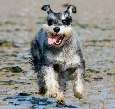 pexels-pixabay-59849